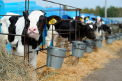 Доля сельхозорганизаций в структуре производства молока растет из года в год